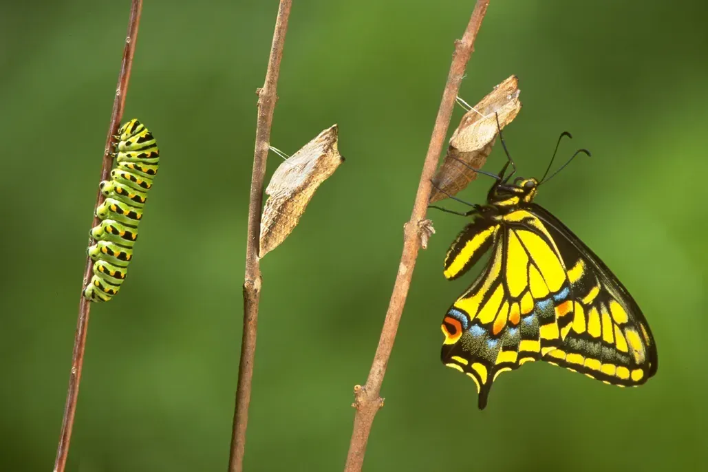 Why Delegation Is So Psychologically Difficult: It Starts With Your Identity